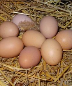 Alternative view of Œuf de ferme traditionnel – 1 unité